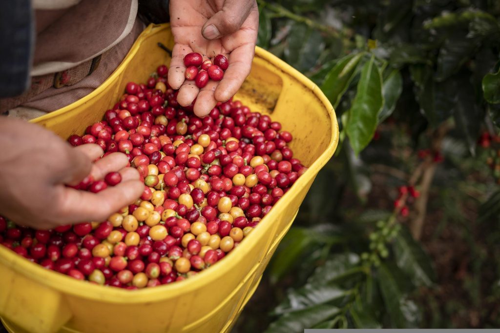 Die Ernte von Kaffee in Kolumbien ist harte Arbeit